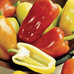 Pepper Gypsy