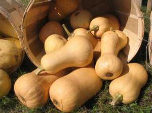 Winter Squash Butternut