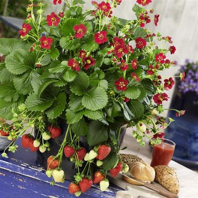 Strawberry Berri Basket™ Ruby Ann