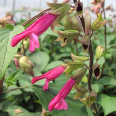 Salvia hybrida Wendy's Wish