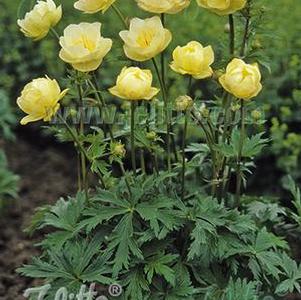 Trollius cultorum New Moon