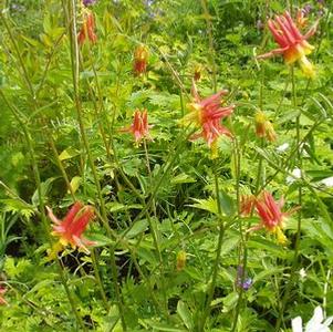 Aquilegia canadensis 