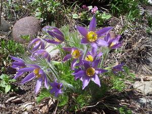 Pulsatilla vulgaris Blaue Glocke (Blue Bells)