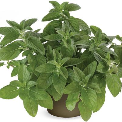 Mint Hillary's Sweet Lemon