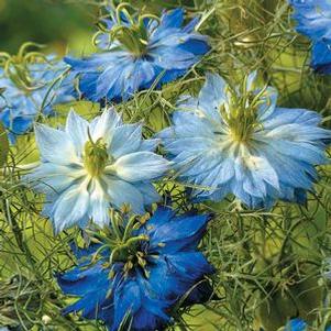 Nigella Moody Blues