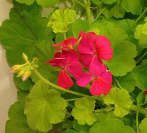 Geranium Persian Queen