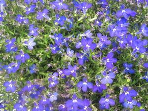 Lobelia Heatopia™ Blue