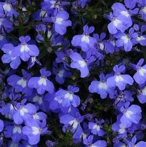 Lobelia Heatopia™ Sky Blue