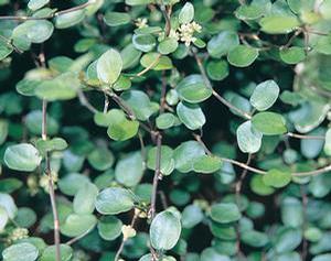 Muehlenbeckia auxillaris Nana