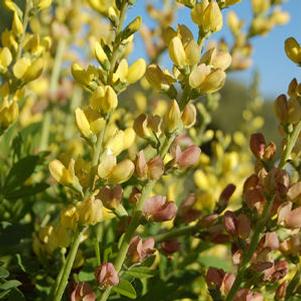 Baptisia Solar Flare Prairie Blues