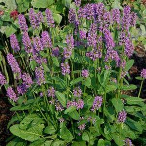 Stachys Hummelo