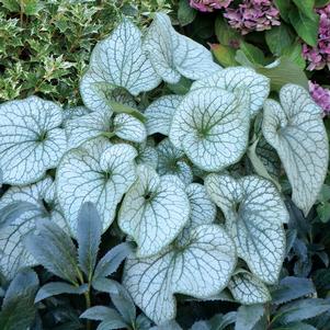 Brunnera Alexander's Great