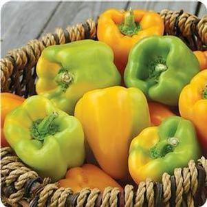 Pepper Flavorburst Gold