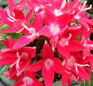 Pentas Starcluster Red