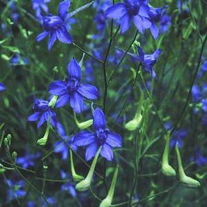 Larkspur consolida Blue Cloud