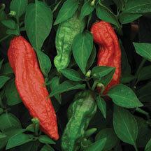 Pepper Ghost (Bhut Jolokia)