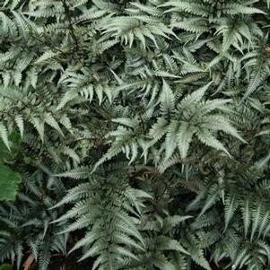 Athyrium niponicum Godzilla