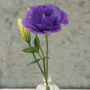 Lisianthus Mariachi Blue