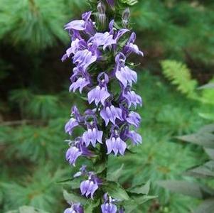 Lobelia syphilitica 