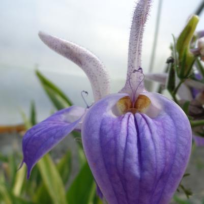 Brillantaisia subulugurica 