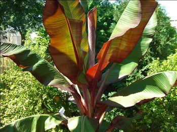 Ensete maurelii 