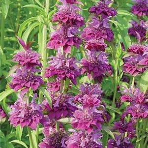 Monarda Citriodora Bergamo