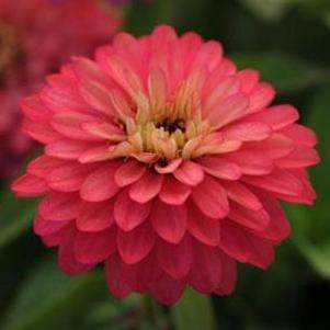 Zinnia marylandica Zahara Double Salmon Rose