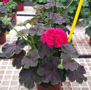 Geranium Brocade Cherry Night