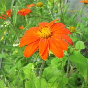 Tithonia rotundifolia Torch