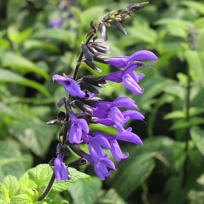 Salvia guaranitica Black and Bloom