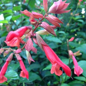 Salvia hybrid Ember's Wish