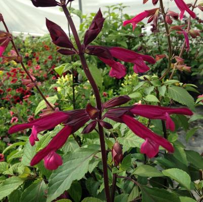 Salvia hybrid Love and Wishes