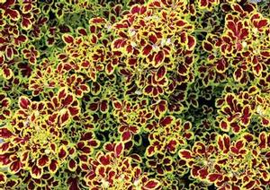 Coleus Tidbits™ Tammy