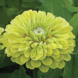Zinnia elegans Benary's Giant Lime