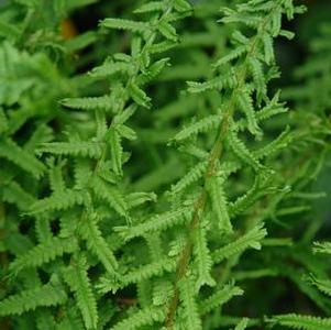 Athyrium f. femina Victoriae