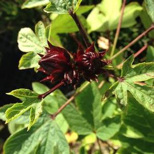 Hibiscus sabdariffa Thai Red Roselle