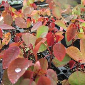 Euphorbia cotinifolia 