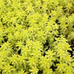 Sedum Fine Leaf Gold