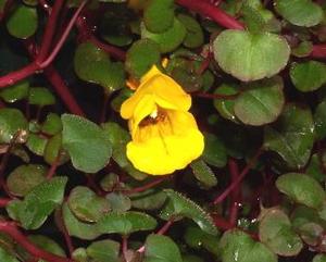 Impatiens repens 