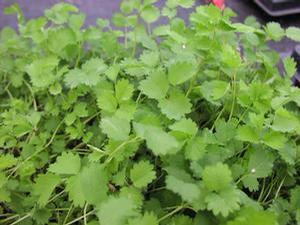 Salad Burnet 