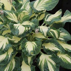 Hosta Hans