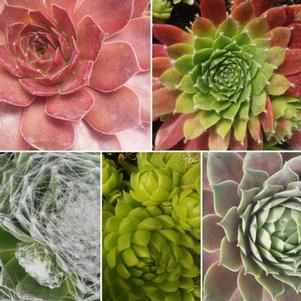 Sempervivum Chick Charms Mix