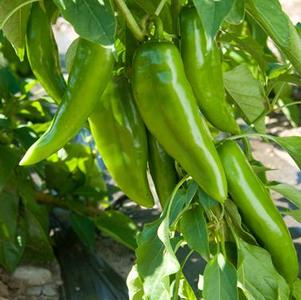 Pepper Anaheim Numex Joe E Parker