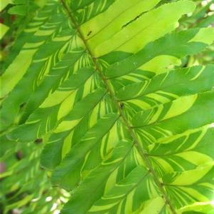 Nephrolepis exaltata Tiger