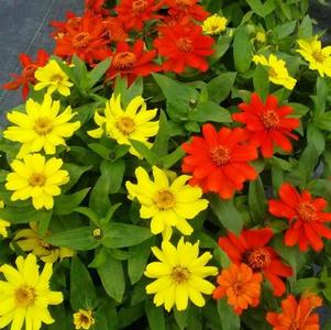Zinnia marylandica Zahara Bonfire Mix