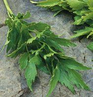 Lovage Levisticum officinale 