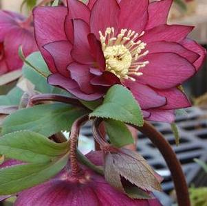 Helleborus Winter Jewels Red Sapphire