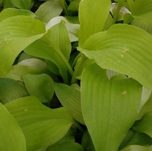 Hosta Dancing Queen