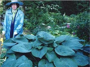 Hosta Humpback Whale