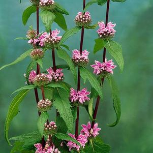 Phlomis tuberosa 
